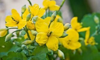 Metodi folk per il trattamento del fungo delle gambe